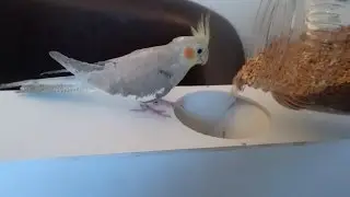 Yem Temizleme Makinası İncelemesi - Birds Seed Cleaner Machine