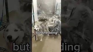 Why Do Some Dogs Shed and Others Don&rsquo;t? 😳