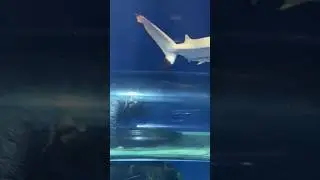 watch the shark 🦈#shorts #shortvideo #short #shortsyoutube #ripleys #toronto