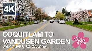 Coquitlam to VanDusen Botanical Garden Virtual Driving Tour - 4K Vancouver, BC Drive