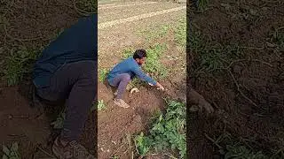 Best potato harvesting in Pakistani village #shorts #youtubeshorts #potato #harvesting #satisfying