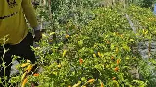 TRADITIONAL FARMER SKILL: MASSIVE HOT CHILI HARVEST BY HAND! -Agriculture Farming