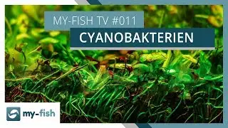 Blaualgen im Aquarium | Wie du wirksam Cyanobakterien bekämpfst | my-fish TV