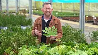 Fatsia Facts. Learn about the Fatsia Japonica with Shaun Ryan