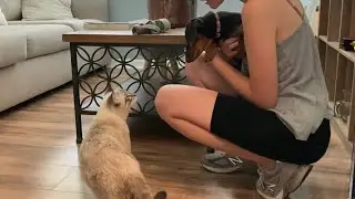 Dog meets Cat