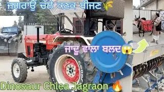 Dinosaur Chlea Jagraon🔥|ਜਗਰਾਉਂ ਚੱਲੇ ਕਣਕ ਬੀਜਣ🌾|Sira Gll|ਜਾਦੂ ਵਾਲਾ ਬਲਦ😱|#new#subscribe#vlog#viral#jatt