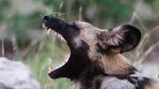 You Won&rsquo;t Believe These African Dog Breeds! #AfricanDogs #DogBreeds #Shorts #WildlifeDocumentary