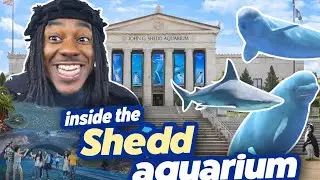 Come with me to the Shedd Aquarium! (Aquarium Vlog tour 2025!!)