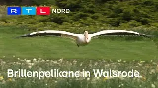 Die zukünftigen Pelikan Stars im Vogelpark Walsrode