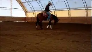 Ultra Cocky - 2010 AQHA Colt by Rooster - Reining Futurity Prospect