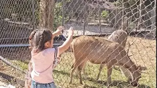 🌿 Amazing Zoo Trip with Our Child | Monkeys, ostrich , Deer and Bear 🐻 