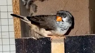 2b crust finch | breeding progress | white 2b | black chick black brest | Beautiful pair