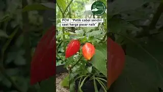 #berkebun #gogreenproject #generasizerowaste #garden #fypシ #sayuran #pohoncabe #tanamcabe #zerowaste