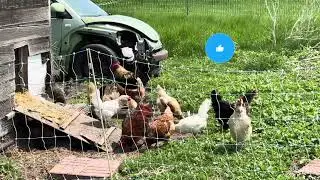 New Dirt & Grass‼️#chickens #freerangechickens #chickenkeeping
