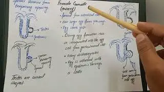 Phylum Cnidaria| Hydra |Physalia physalis |Portuguese man of war| sexual reproduction in hydra