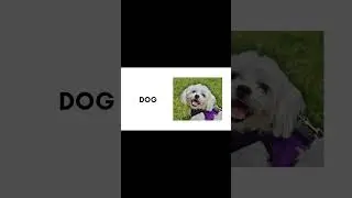 Learn Animal Names for Kids | Zebra, Lion,  Dog, Monkey, Tiger, Giraffe #animals #learning