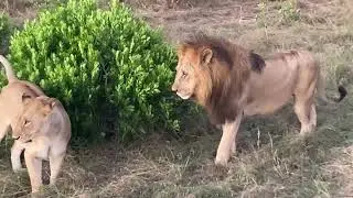 Lion Pride Maasai Mara National Reserve #kenya #safari #travelvlog