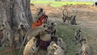 Human animals relationship 