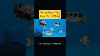 Mono Angel Fish Tank Mates 🐠😍 #aquarium #angelfish #tankmate #mollyfish #guppy #petsvlog #shorts