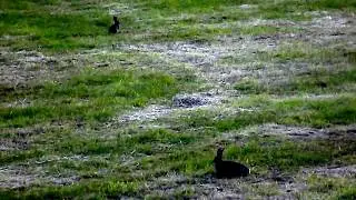 Wild Rabbits in Crookham Village, Northumberland. UK