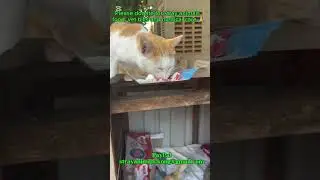 Feed some of my stray pagoda 