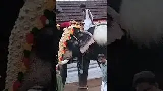 ആനയുടെ ഒപ്പം കൂട്ടുകാരന്റെ തോളിൽ കയ്യിട്ട്  താടിക്കാരൻ നടക്കുന്ന വീഡിയോ#channelsubscribe