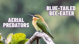 Aerial Predators: Blue-Tailed Bee-Eater