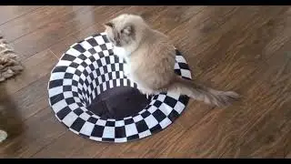 Cats vs Indoor Sinkhole&rsquo;s