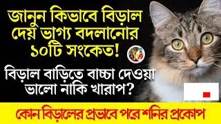 বিড়াল ভাগ্য বদলানোর দেয় ১০টি সংকেত। বাড়িতে বিড়াল বাচ্চা দেওয়া কি ভালো? কোন বিড়াল বাড়িতে অশুভ।