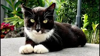 Ten Cool Facts about Tuxedo Cats 🐾🐾