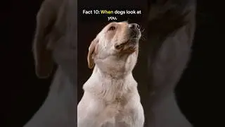 10 Dog Facts You Can&rsquo;t Unknow (Mind-Blowing!) 🐶🐶