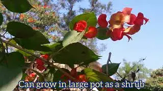 Chinese Hat Cup and Saucer Parasol flower Mandarin Hat Holmskioldia sanguinea flowering shrub vine