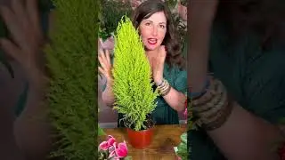 How to Care for Lemon Cypress // Christmas Tree Alternative