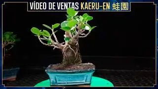 Nuevos Ficus Panda Shohin para bonsai en mercadillo Kaeru-En