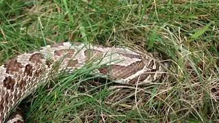 Western Hognose Snake digging