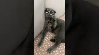 Classy cat 😎 || funny cats || funny edits