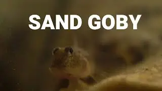 SAND GOBY FISH  IN  AQUARIUM