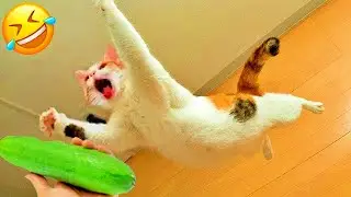 Funniest Animal Videos 2025 😹 Pets Doing the Silliest Things! 😹 #funny_animals #animals #videos