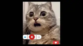 funny cat reaction #comedy #gag #waitforend #newjustforlaughsgags #cat