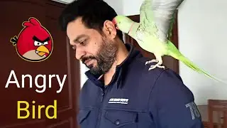 Pablo became Angry Birds😡-  Papa se fir Naaraz huaa Mummy ka Beta Parrot