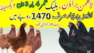 Lohmann Brown Lohmann black redt to egg laying 4 month and 3 days old #egglayinghens 