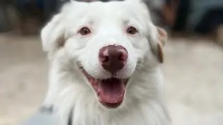 1st structured play session with recently adopted Australian Sheppard 