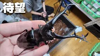 わずか10ヶ月で羽化してきた世界最大のクワガタがカッコよすぎる