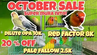 BULACAN PET MARKET | MURANG BILIHAN NG AFRICAN LOVEBIRDS | RED FACTOR | OPALINE DILUTE |  - VLOG 78