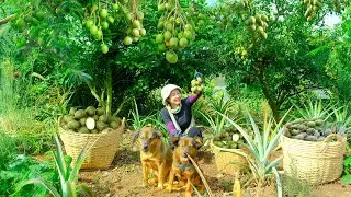 Harvest Ambarella To Sell At  Market, Plant Javanese Grass Jelly Vine (Harvest Leaves To Make Jelly)