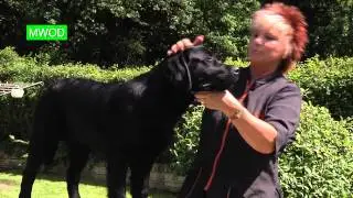 Judging Labrador Dogs