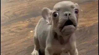 Sassy Frenchie has a big attitude, complain wants to go to spa & shop every day. Mr Nurf