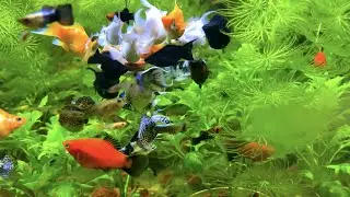 A tiny world of no stress 🌿 | Apex Aquarium 