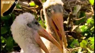 Laughing birds