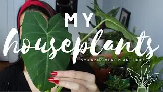 MY HOUSEPLANT COLLECTION | New York City Apartment Plant Tour
